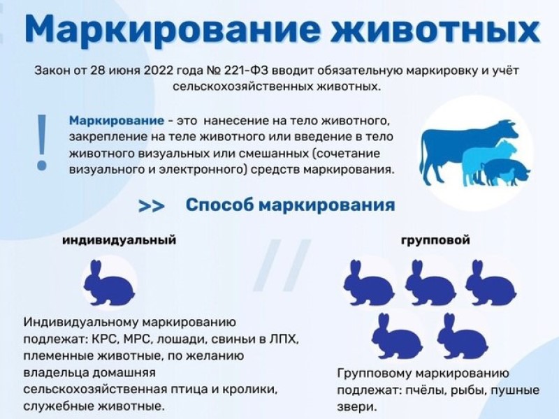 Обязательная маркировка сельскохозяйственных животных в РФ с 1 марта 2024 года.